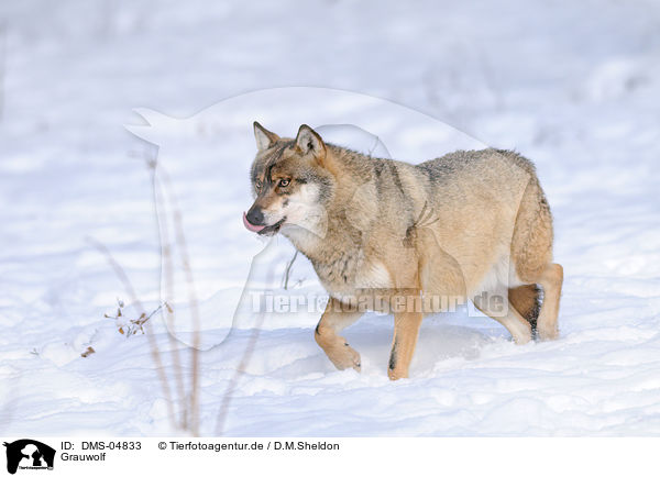Grauwolf / greywolf / DMS-04833