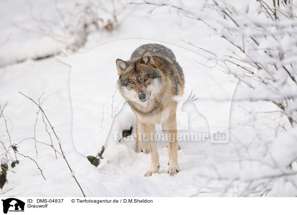 Grauwolf / greywolf / DMS-04837