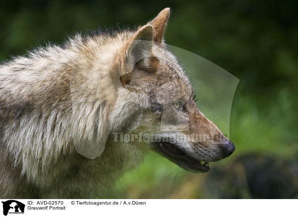 Grauwolf Portrait / AVD-02570