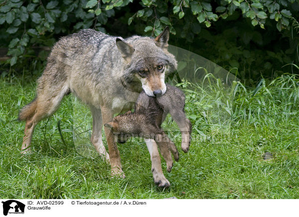 Grauwlfe / AVD-02599