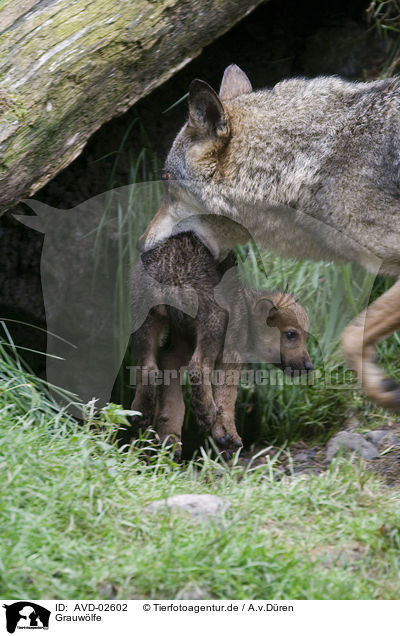 Grauwlfe / AVD-02602