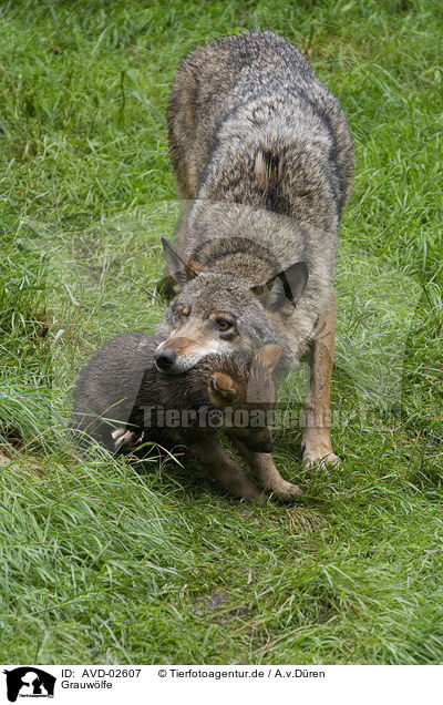 Grauwlfe / AVD-02607