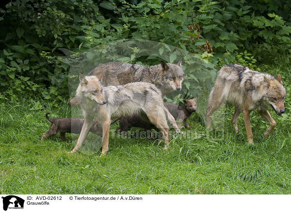 Grauwlfe / AVD-02612