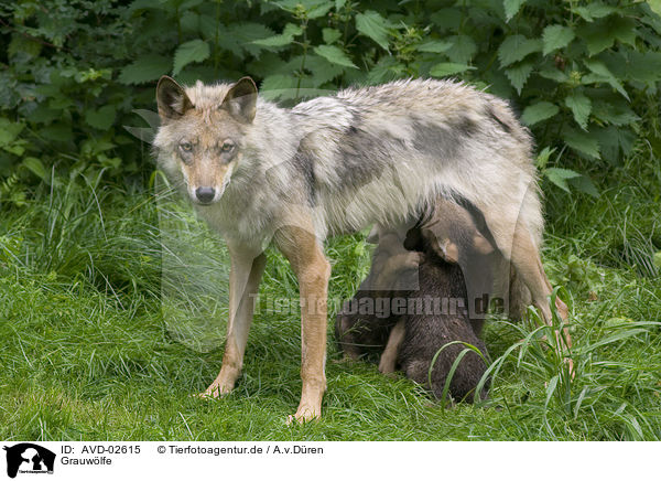 Grauwlfe / AVD-02615