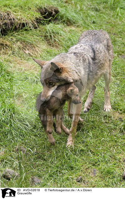 Grauwlfe / greywolfs / AVD-02618