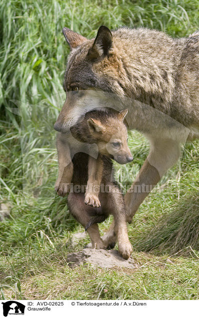 Grauwlfe / AVD-02625