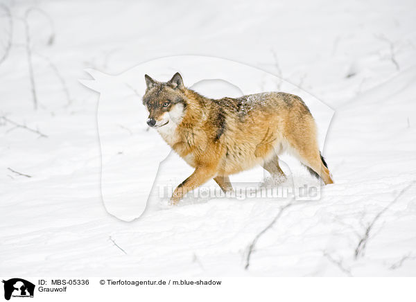 Grauwolf / greywolf / MBS-05336