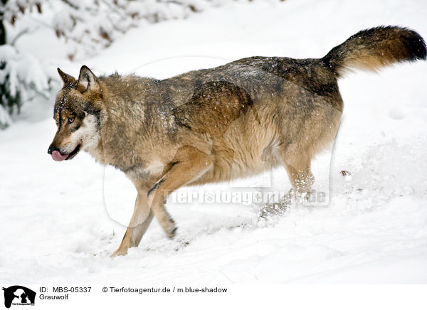 Grauwolf / greywolf / MBS-05337