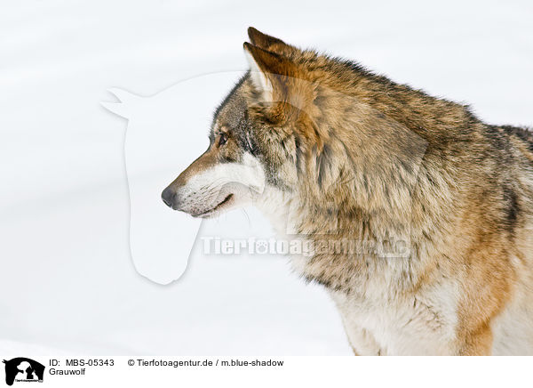 Grauwolf / greywolf / MBS-05343