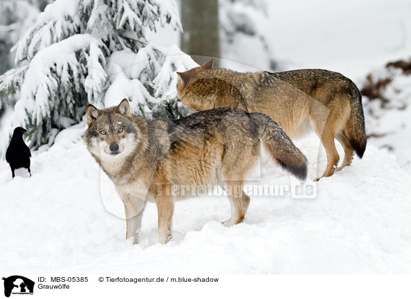 Grauwlfe / greywolfs / MBS-05385