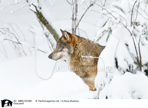 Grauwolf / MBS-05386
