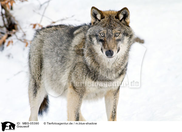 Grauwolf / MBS-05390