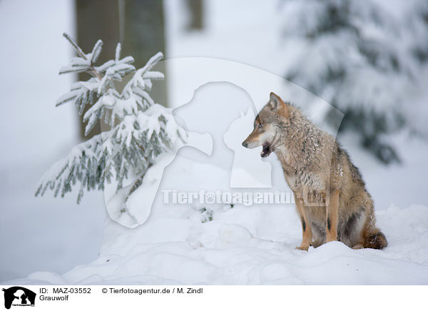 Grauwolf / MAZ-03552