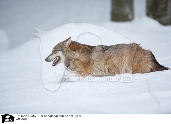 Grauwolf / MAZ-03557