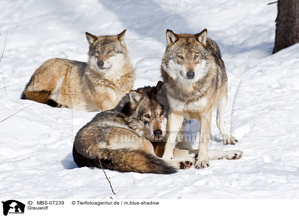 Grauwolf / greywolf / MBS-07239