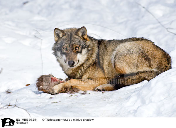 Grauwolf / greywolf / MBS-07251