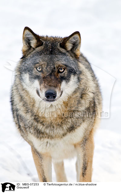 Grauwolf / greywolf / MBS-07253