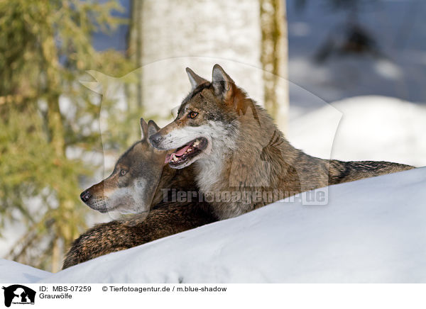 Grauw�lfe / MBS-07259