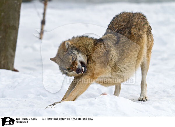 Grauwolf / greywolf / MBS-07260