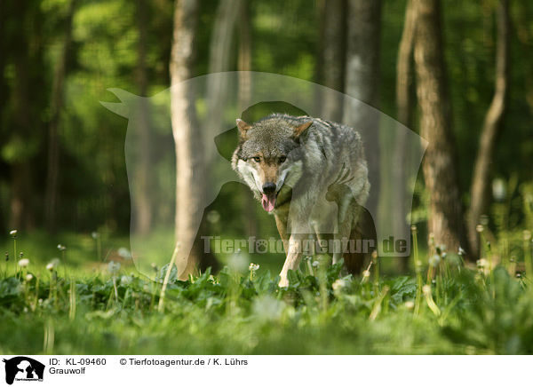 Grauwolf / KL-09460