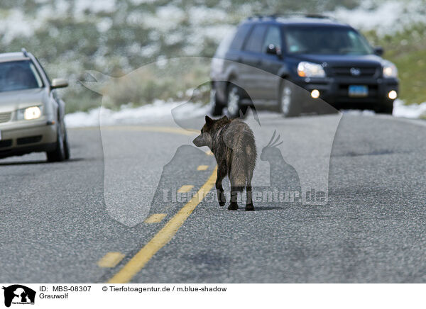 Grauwolf / MBS-08307