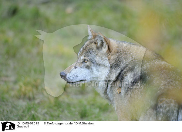 Grauwolf / DMS-07615