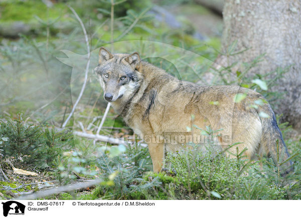 Grauwolf / DMS-07617