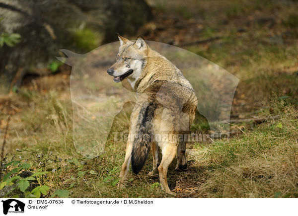 Grauwolf / DMS-07634