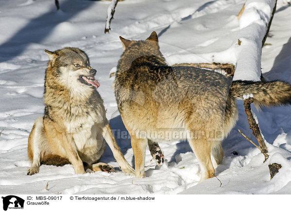Grauwlfe / MBS-09017
