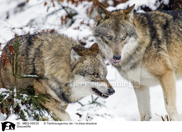 Grauwlfe / MBS-09030