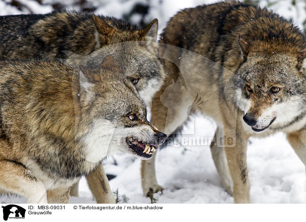 Grauwlfe / greywolfs / MBS-09031