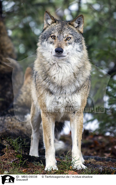 Grauwolf / MBS-09038
