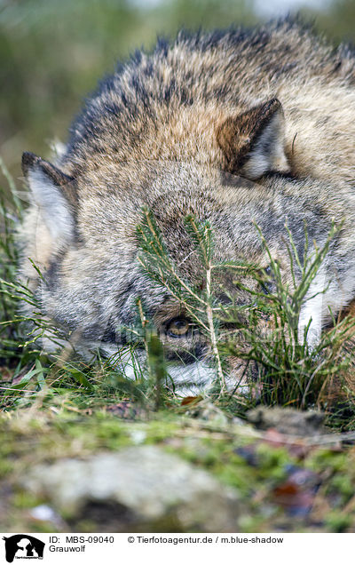 Grauwolf / MBS-09040