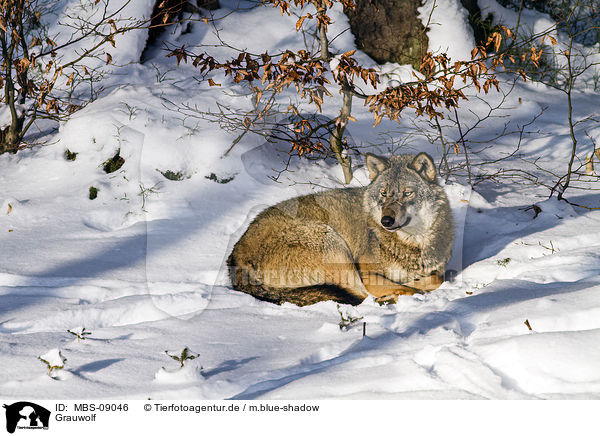 Grauwolf / MBS-09046