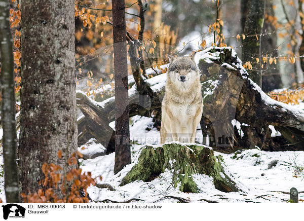 Grauwolf / MBS-09048