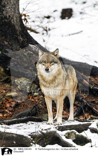 Grauwolf / MBS-09049