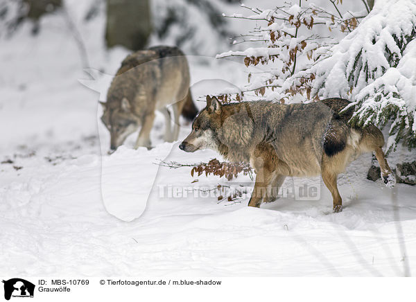 Grauwlfe / MBS-10769