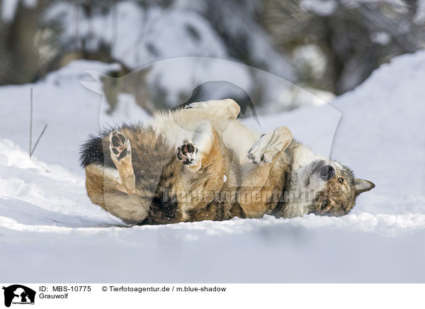 Grauwolf / greywolf / MBS-10775