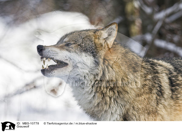 Grauwolf / MBS-10778