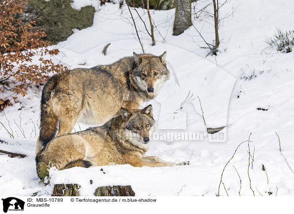 Grauwlfe / MBS-10789