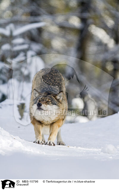 Grauwolf / greywolf / MBS-10796