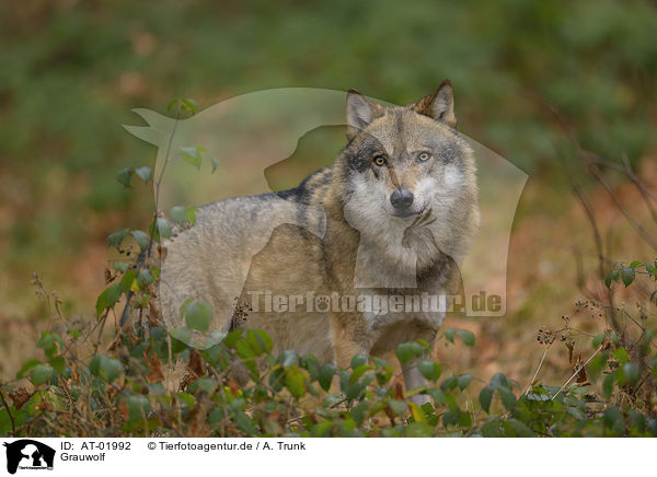 Grauwolf / AT-01992
