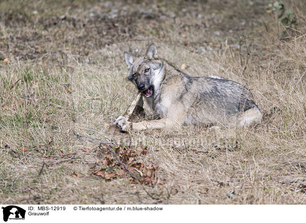 Grauwolf / MBS-12919