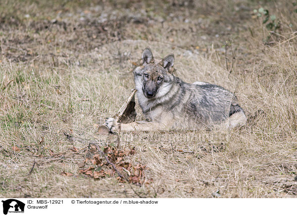 Grauwolf / MBS-12921