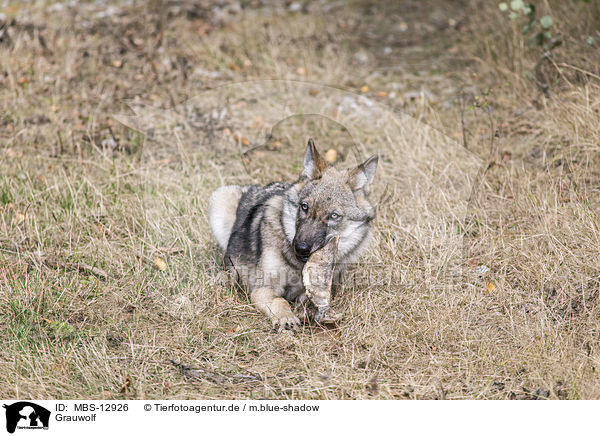 Grauwolf / MBS-12926