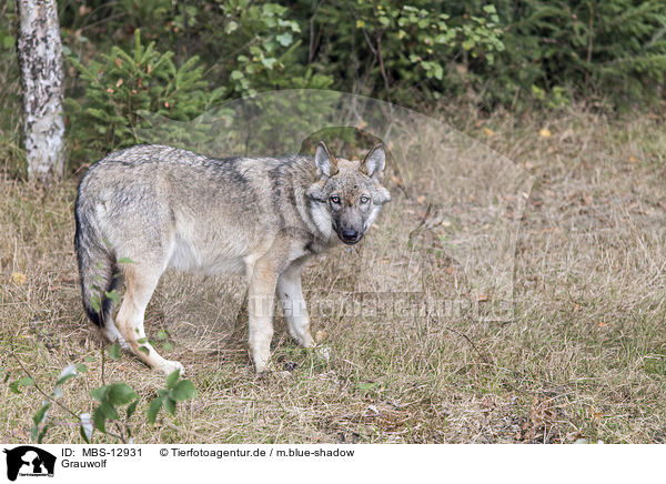 Grauwolf / MBS-12931