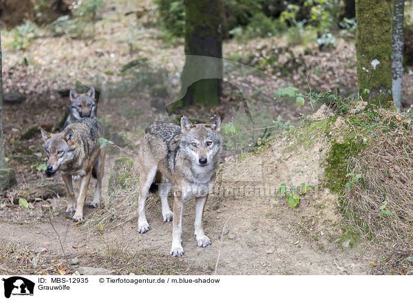 Grauwlfe / MBS-12935