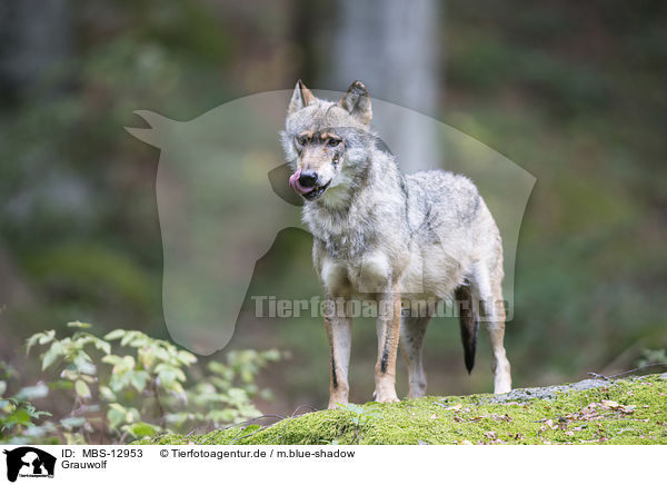 Grauwolf / MBS-12953