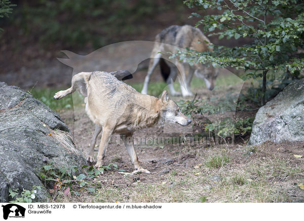 Grauwlfe / MBS-12978