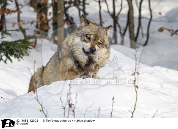 Grauwolf / MBS-12992